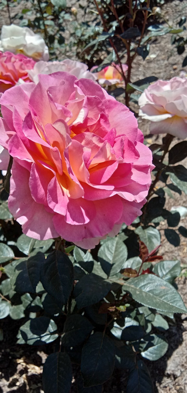 rose garden