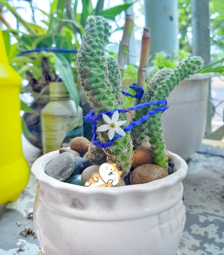 cactus...