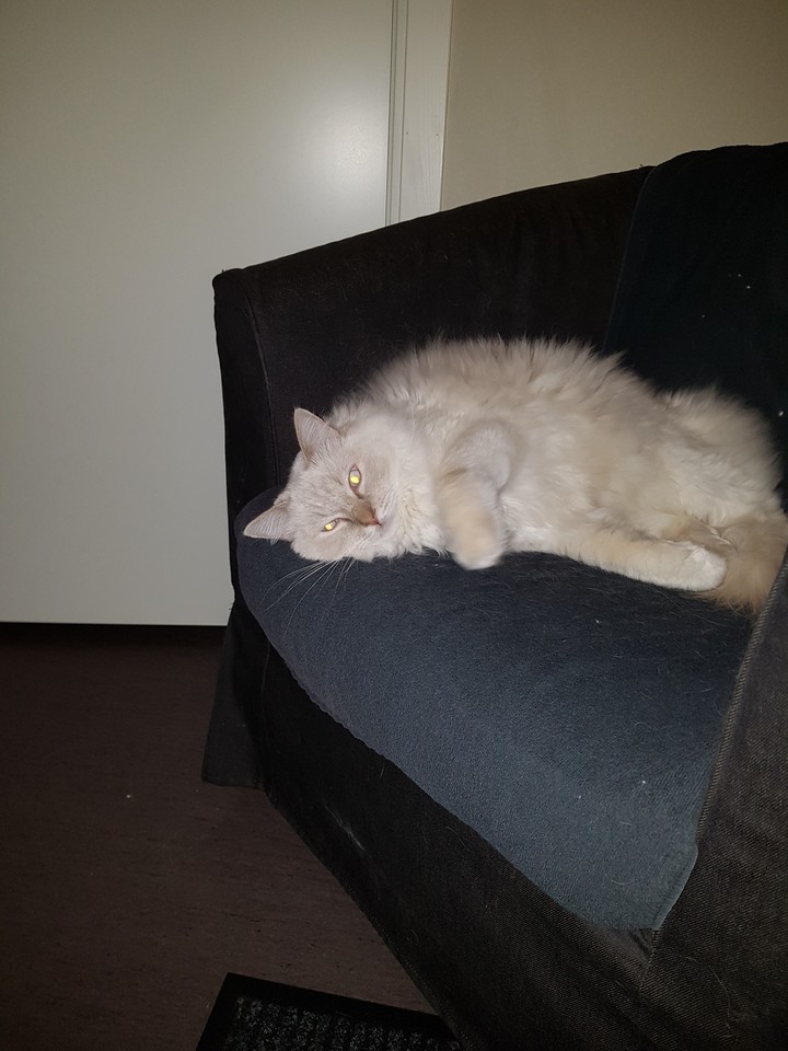 My Simba