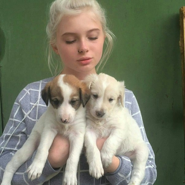 dogs