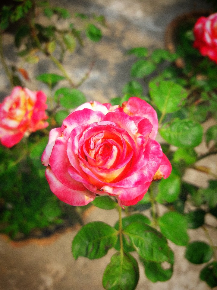 Rose