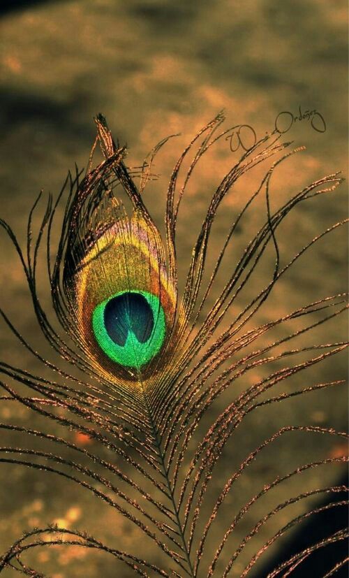 Peacock Feather