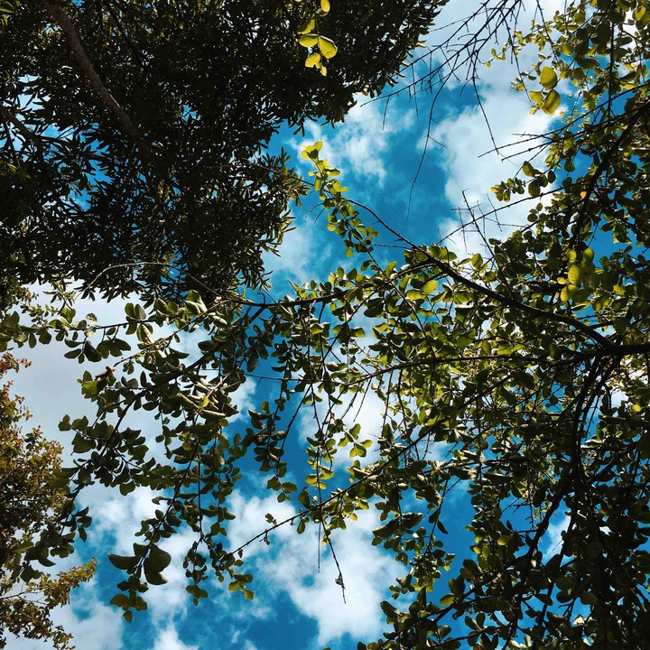 folhas e céu