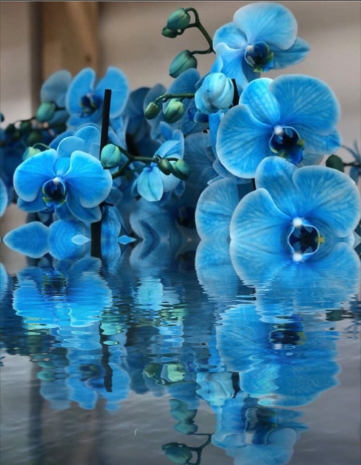 blue orchid