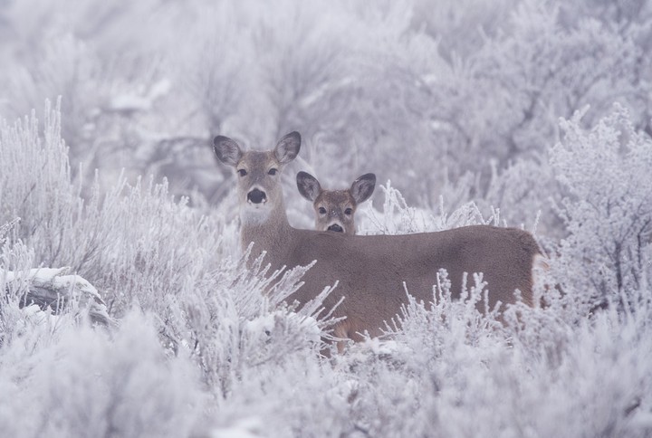 Doe