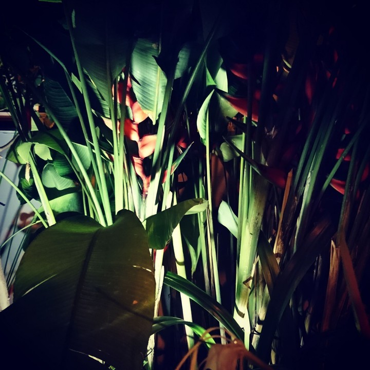 light night