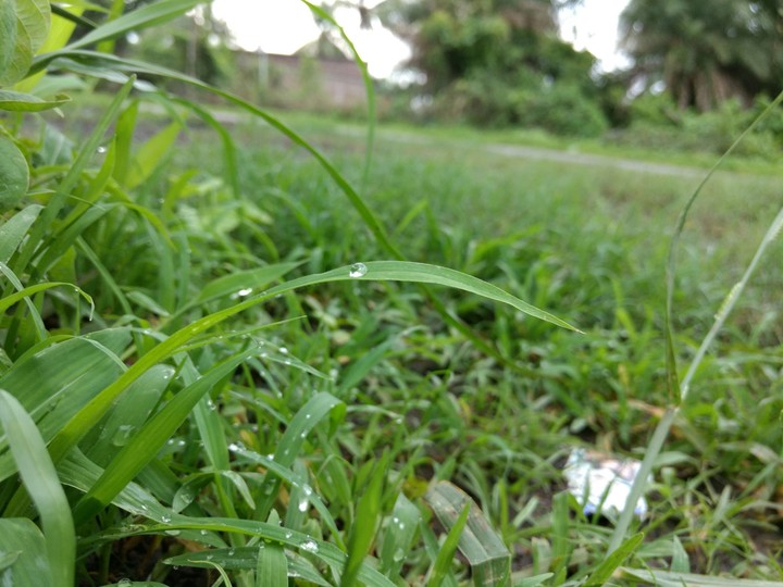 green nature wid rain drops