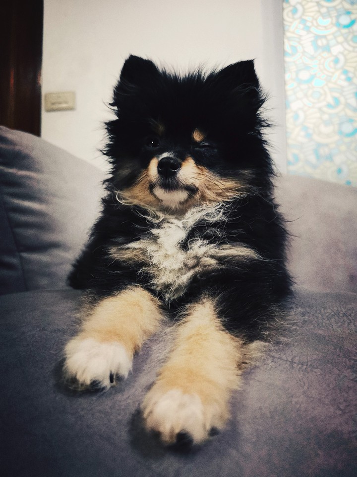 My Pom so cute