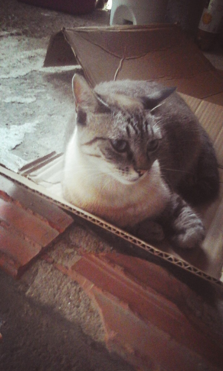 minha shiva