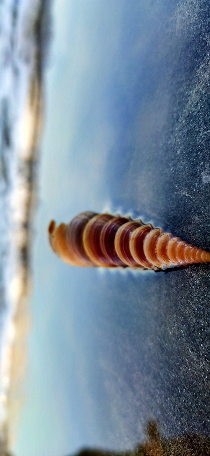shells