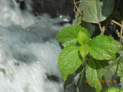 nature