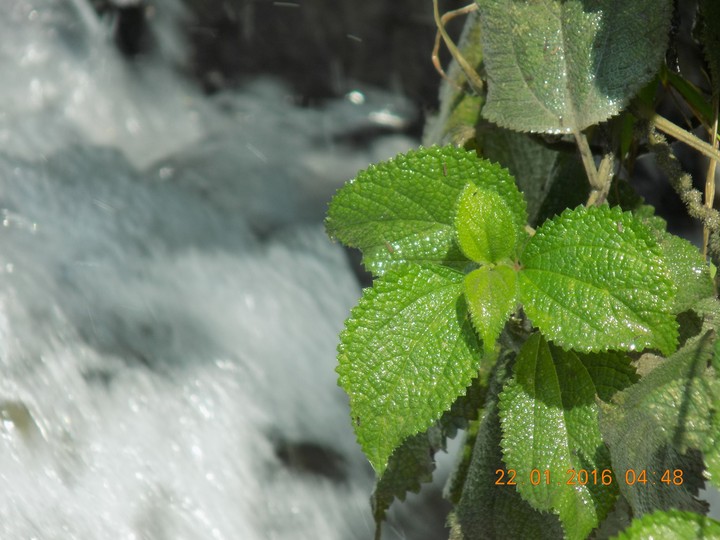 nature