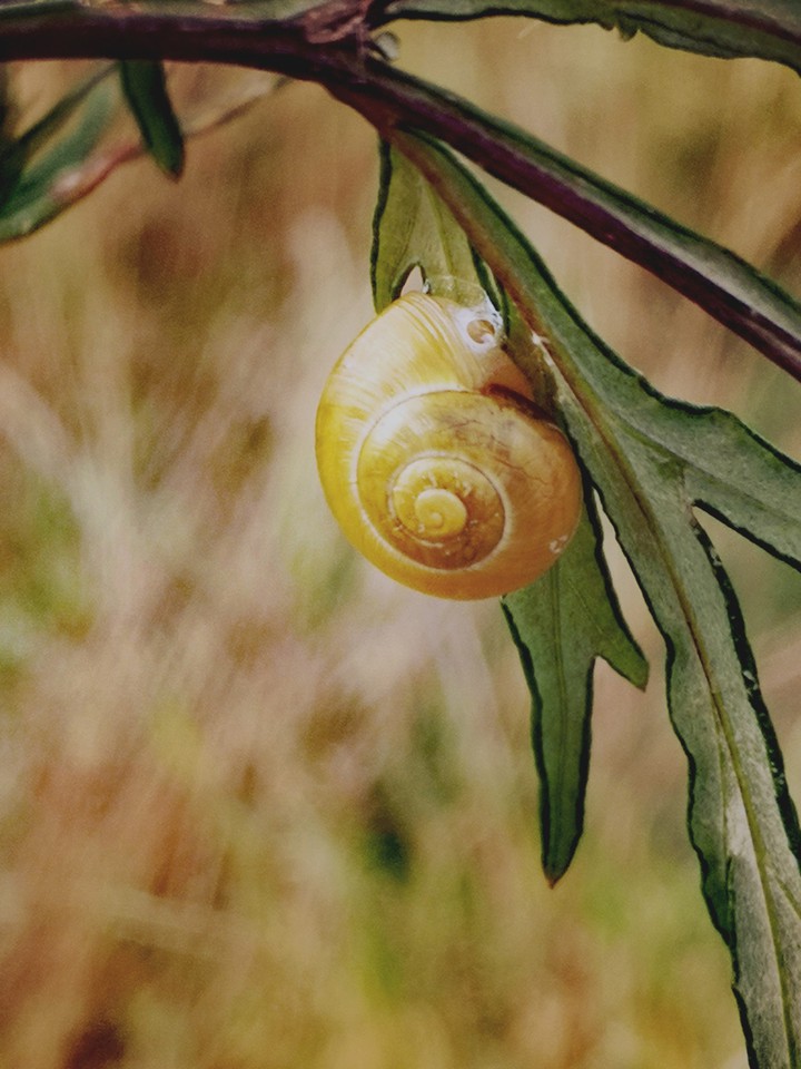 Schnecke auf Beifussblatt