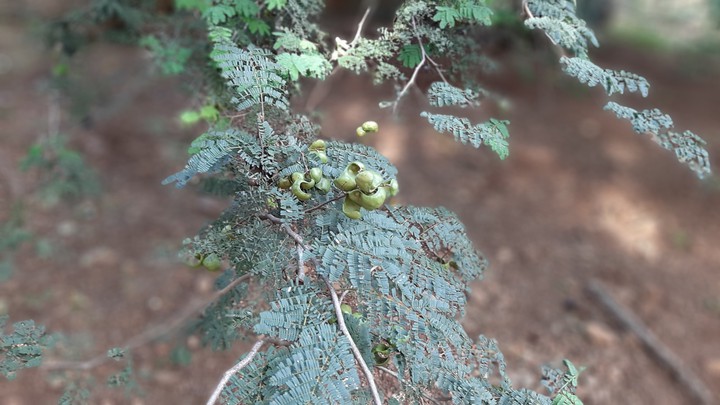 Naturaleza