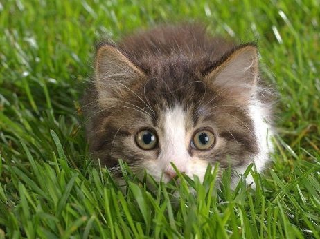 Kitty