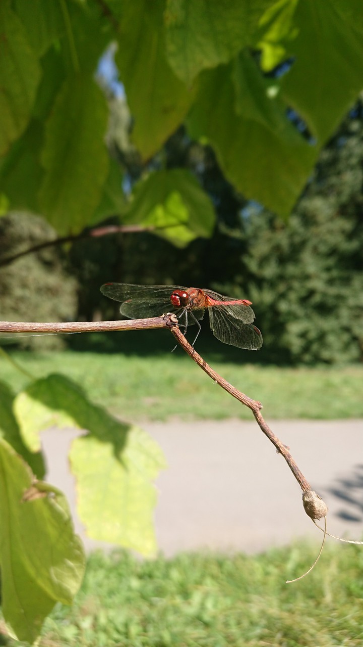 dragon fly