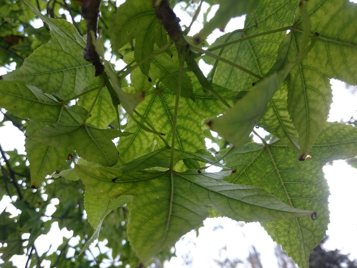 ultra green