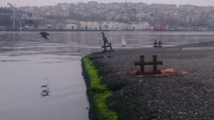 Estuary
