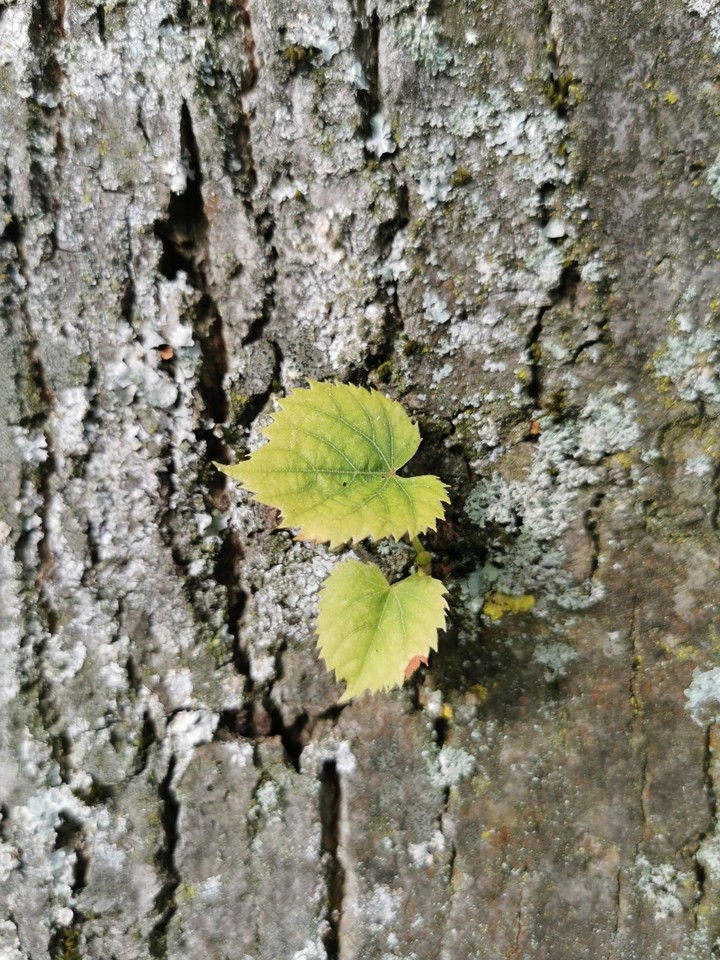 leaves