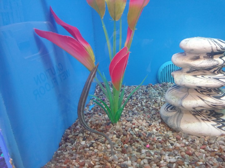 Eel