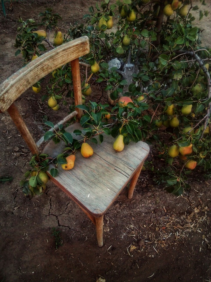old pear