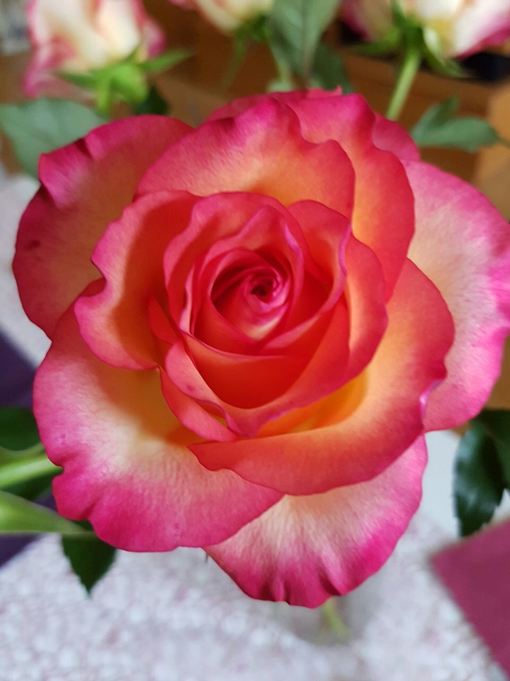 Rose