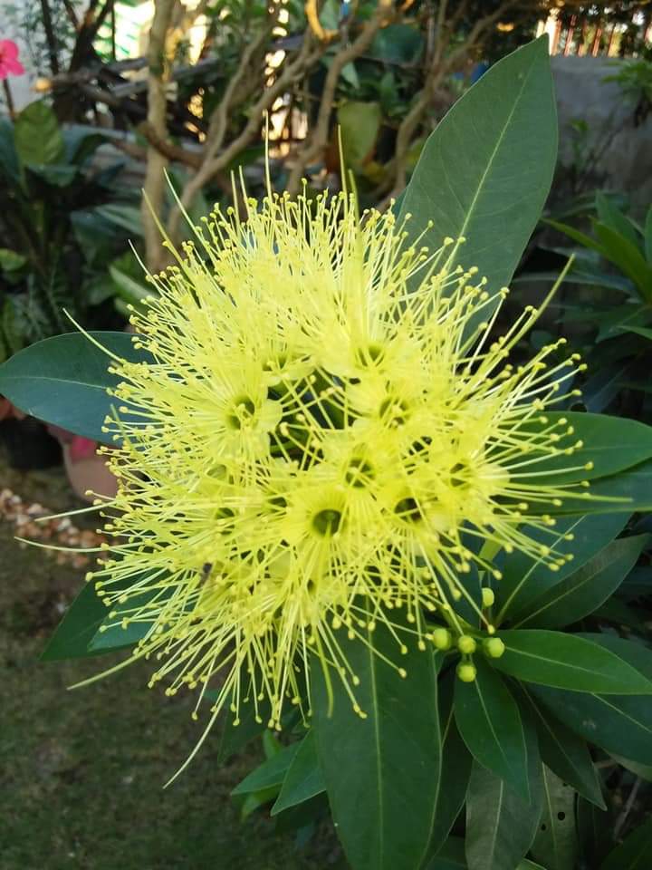 Blooming