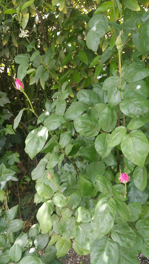 Roses