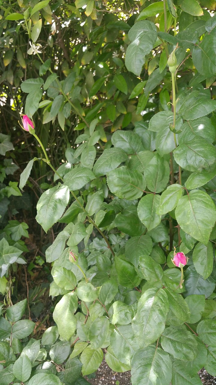 Roses