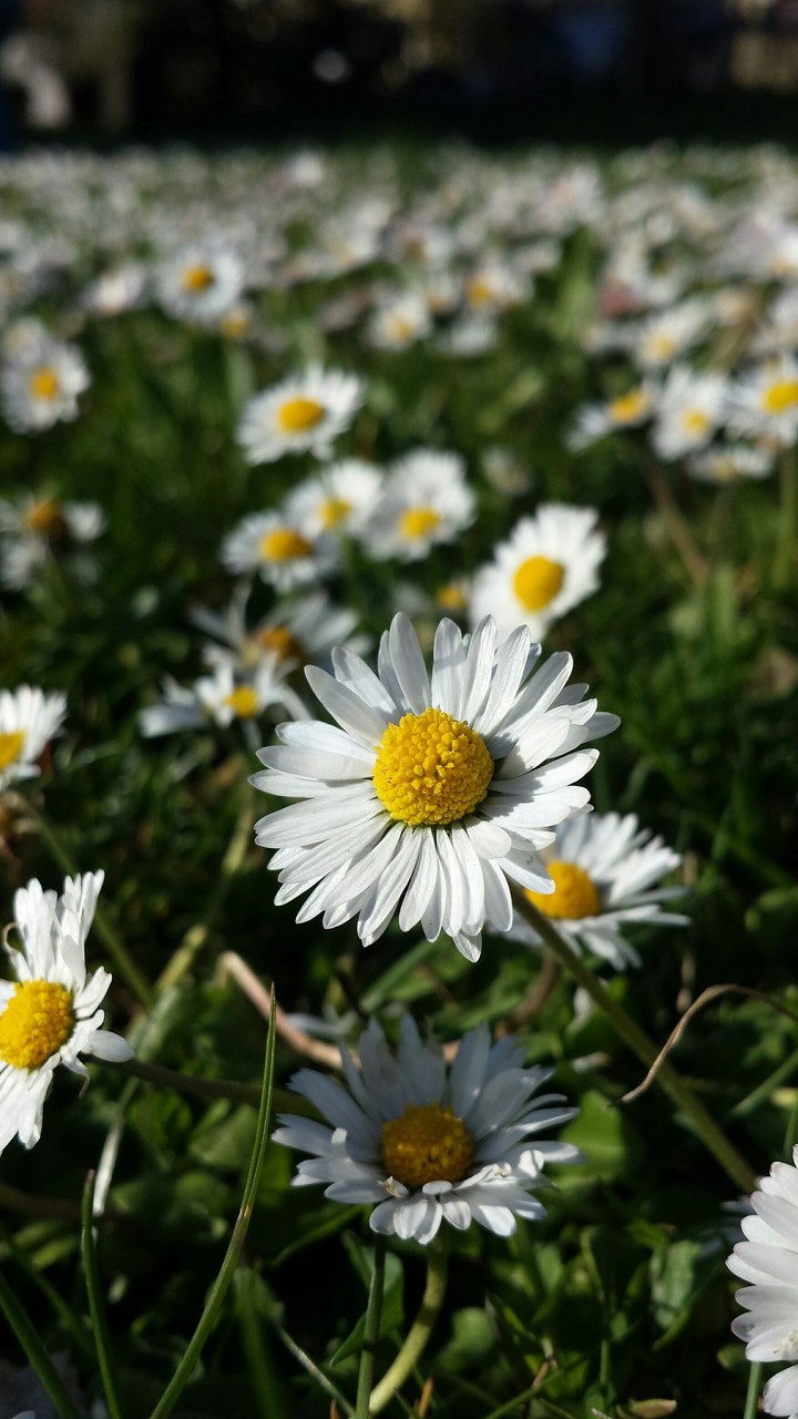 Daisy