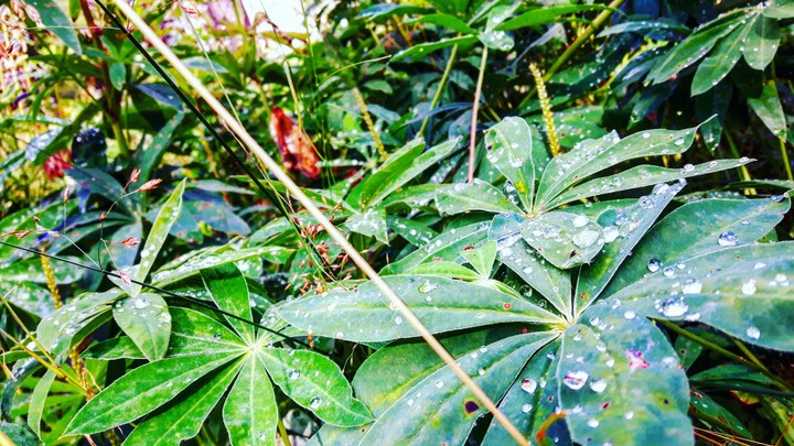 Green plant