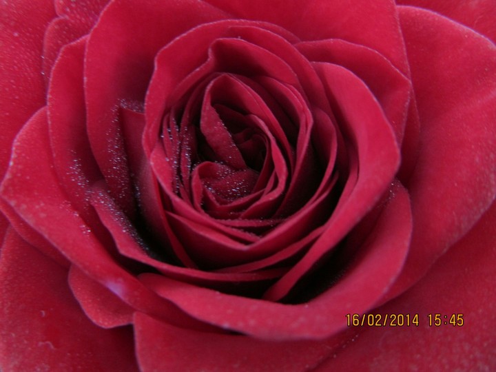 ripples in a flower