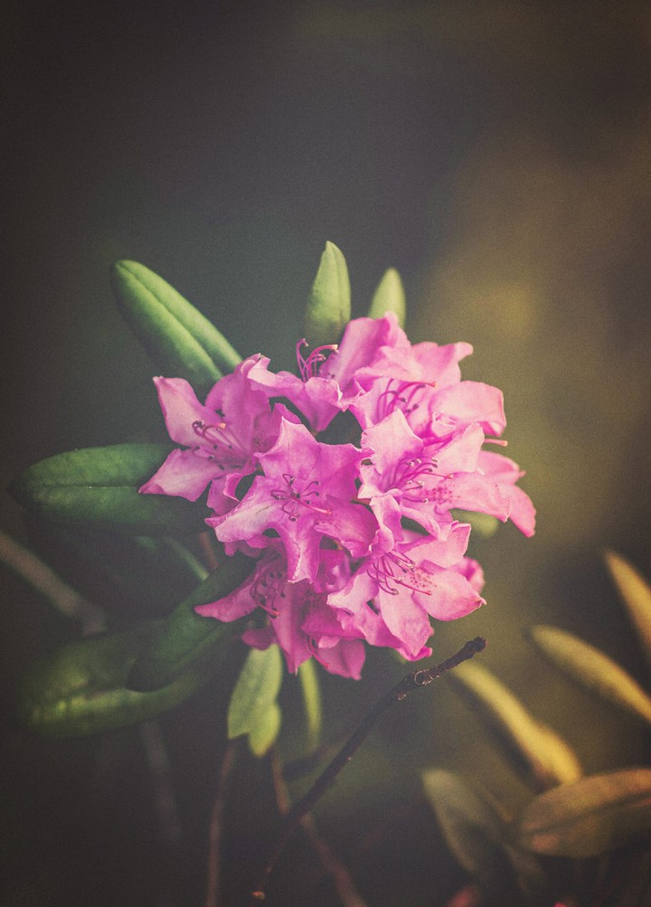 Macro