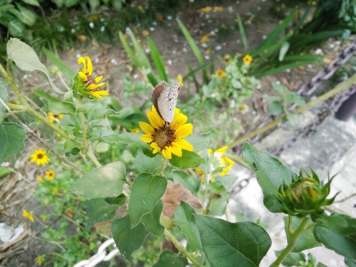 My click.