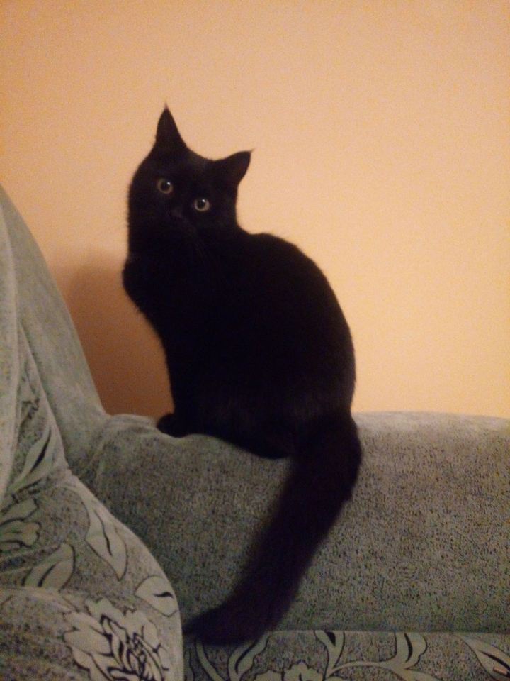 котик
