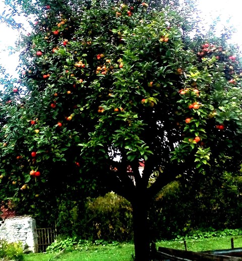 тапети Orange, clementine