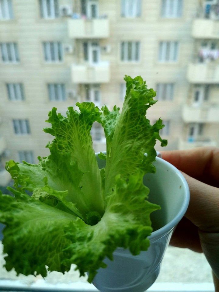 green life