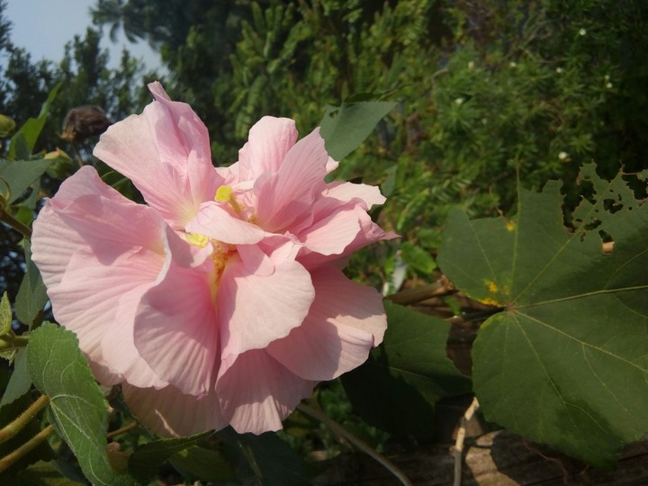 land lotus