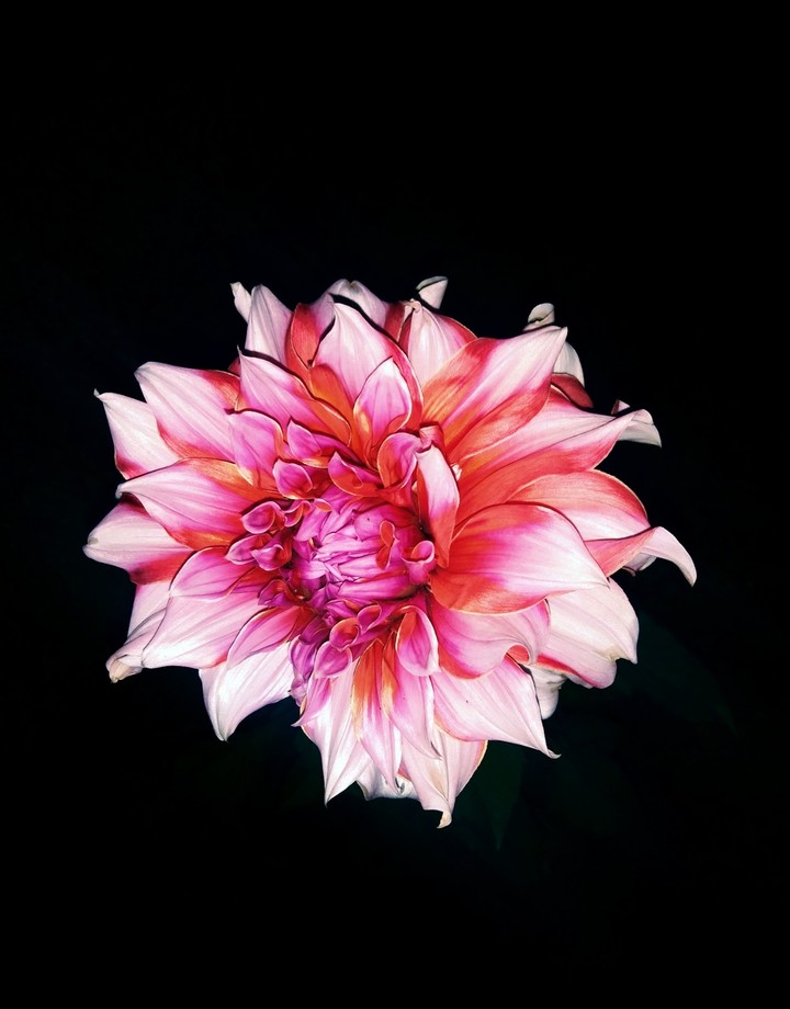 flower in black