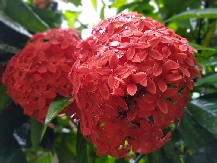 .red flowers