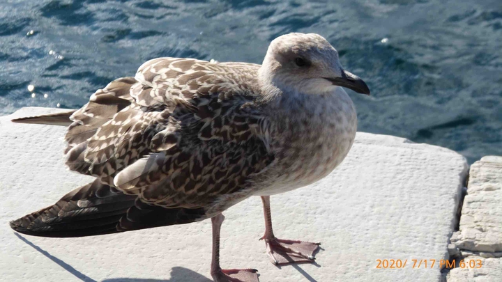 Gulls