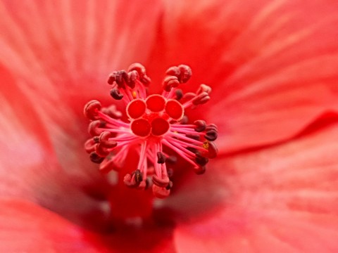 hibiscus