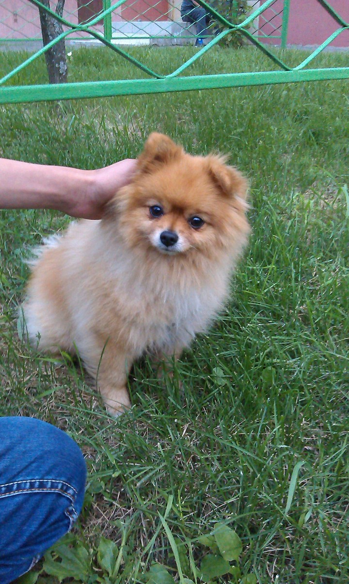 Friendly dog:)