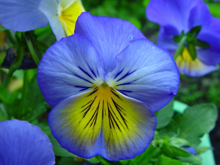 flower