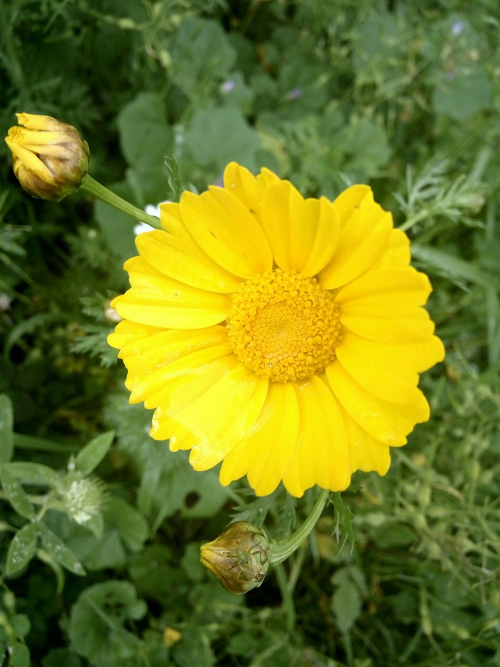 yellow flower