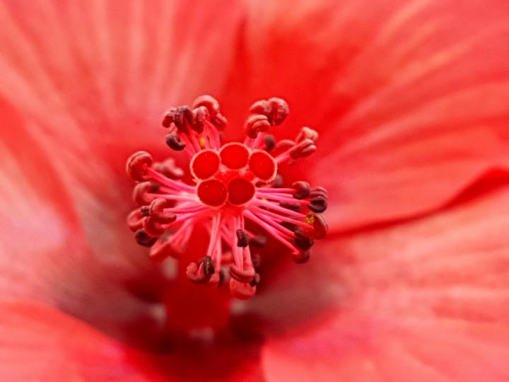 hibiscus