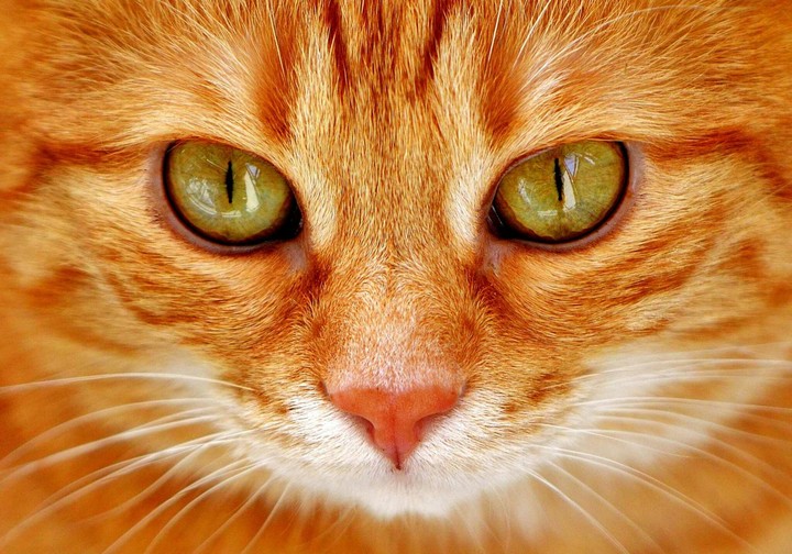 cat!