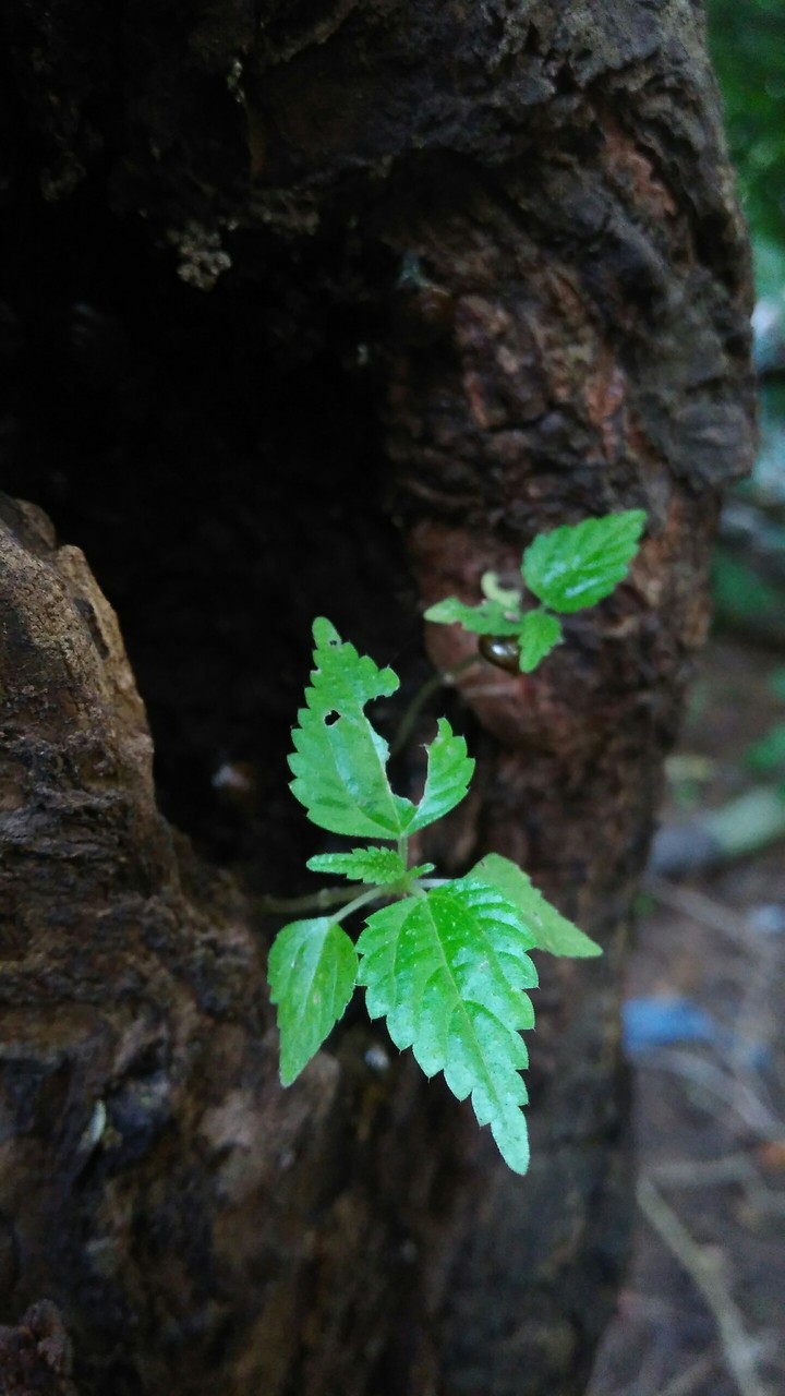 Nature's s Beauty