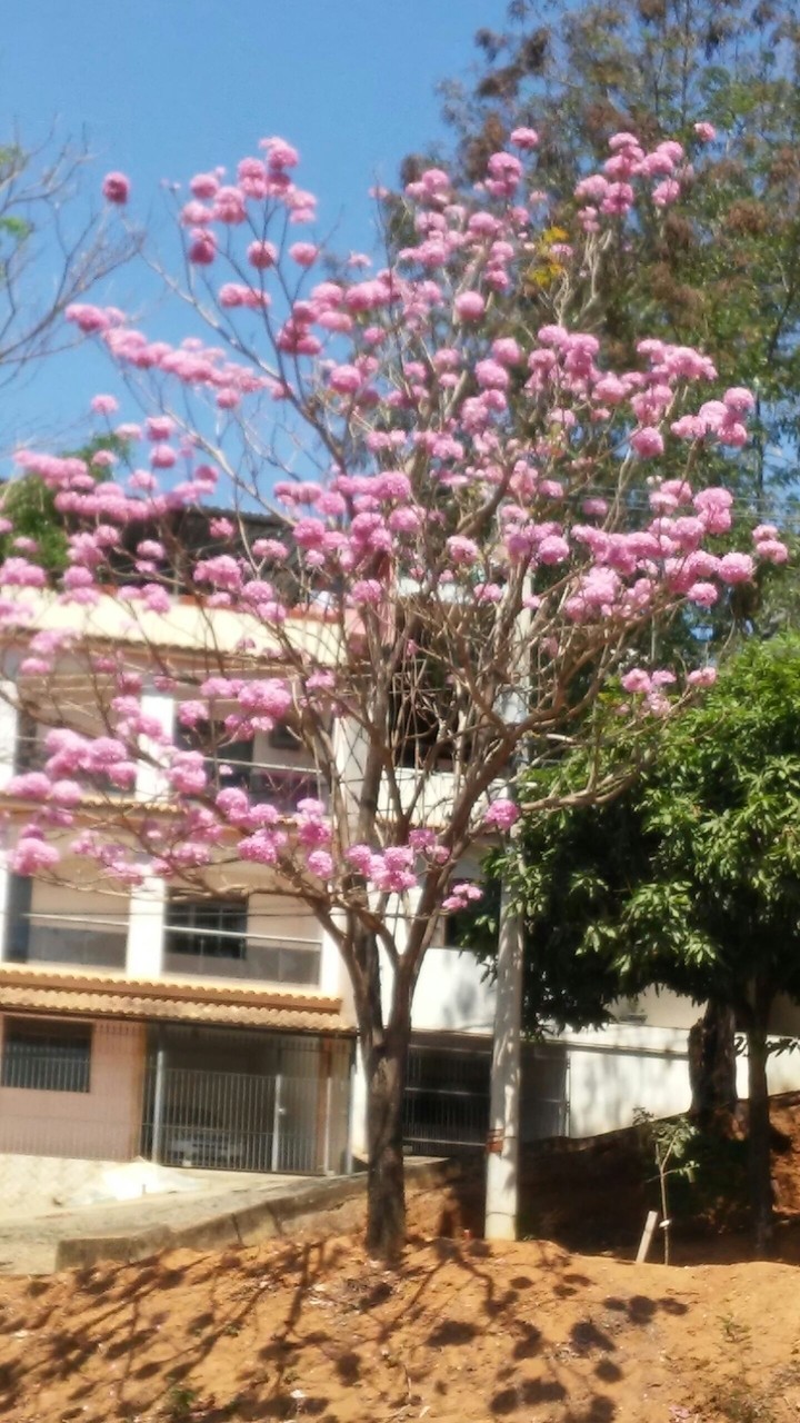 Flores da Primavera 04