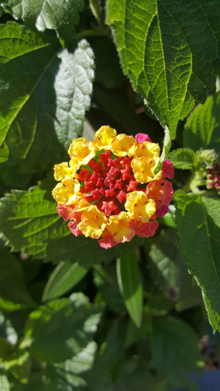 Warm Flower